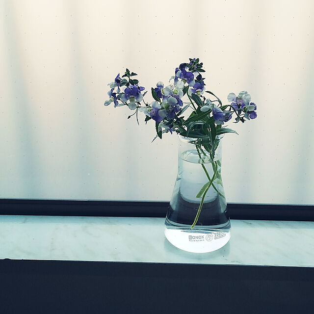 Renの-草花の苗/アンゲロニア エンジェルフェイス：ウェッジウッドブルー4号ポットの家具・インテリア写真