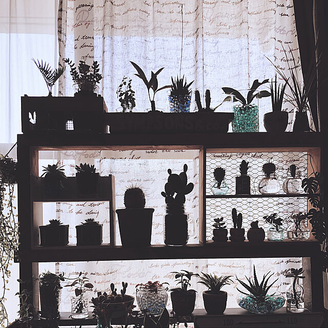 risaの-再入荷観葉植物コウモリラン鹿角シダネザランド9cmポットの家具・インテリア写真
