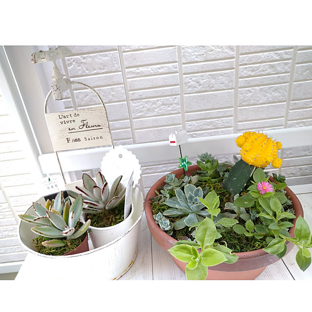 写真付きレビュー 多肉植物 カランコエ属 月兎耳 ツキトジ 7 5cm鉢の通販商品 口コミ情報 Roomclipショッピング 写真付きレビュー 多肉植物 カランコエ属 月兎耳 ツキトジ 7 5cm鉢の通販商品 口コミ情報 Roomclipショッピング