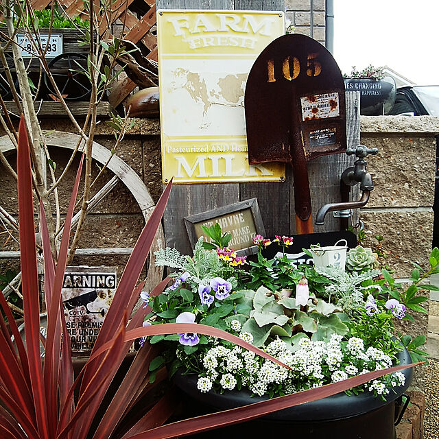 xxakemichxxの-コルジリネ オーストラリス レッドスター（観葉植物 寄せ植え カラーリーフ 12cmポット）の家具・インテリア写真