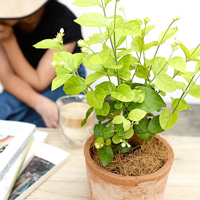 LANDPLANTSの-（茉莉花：マツリカ）アラビアンジャスミン 茶色 モスポット シリンダー型 陶器鉢【ココファイバー】 サンバックジャスミン ジャスミン ピカケ サンパギータ 鉢 鉢植え テラコッタ 素焼き MOSS POT 茶 ブラウン 観葉植物 香料用植物 送料無料の家具・インテリア写真