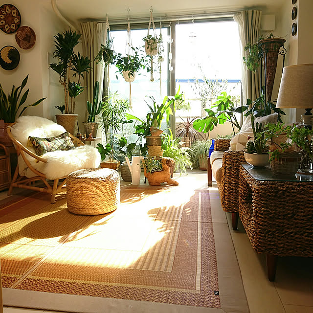 YuriYuriのイケヒコ・コーポレーション-ラグ い草 国産 DXランクス DXRNK191 191x191cm イケヒコの家具・インテリア写真