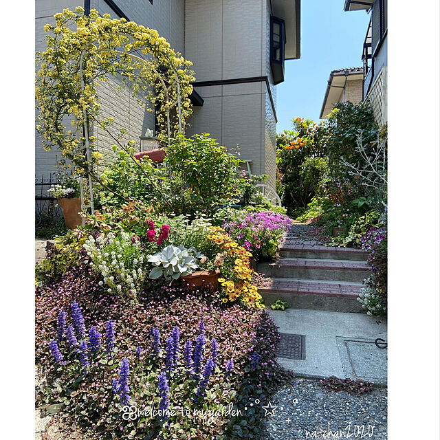 na-chanの-オステオスペルマム：ブルーアイビューティ5号鉢植えの家具・インテリア写真