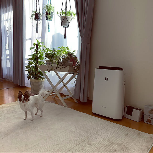 シャープ 加湿 空気清浄機 プラズマクラスター 7000 スタンダード 13畳