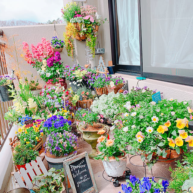 写真付きレビュー フリル咲きパンジー 絵になるスミレ ソレイユ 10 5cmポット 3 5号 パンジー ビオラ フラワー 花 ガーデン ガーデニング 花壇 苗 秋苗 冬苗 春苗 寄せ植え 庭 手入れ 店舗花の通販商品 口コミ情報 Roomclipショッピング