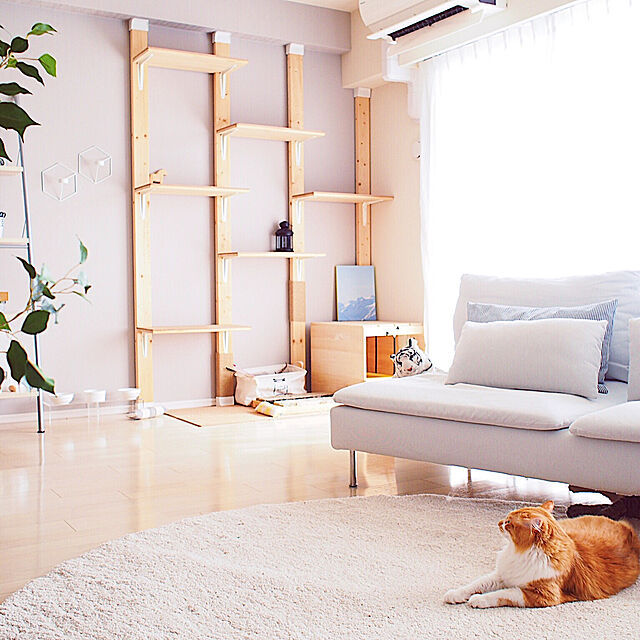 Reikoのニトリ-グリーン(KH ベンジャミン) の家具・インテリア写真