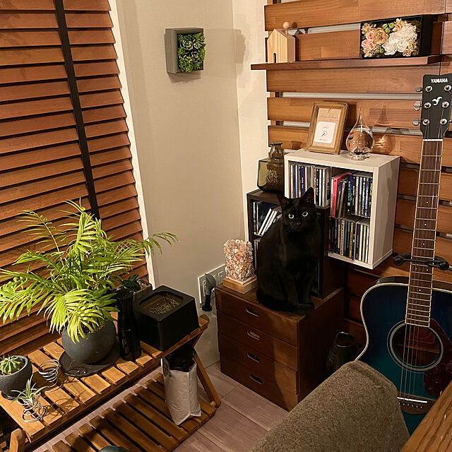 rinsg320の-【猫草 犬 栽培】Green labo（グリーンラボ） 犬と猫が好きな草 栽培セット[AA]【TC】【F販】の家具・インテリア写真