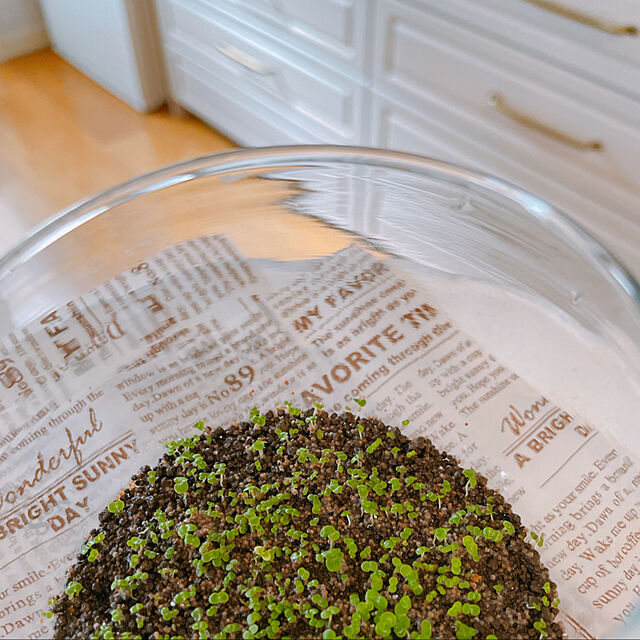 kuraの-育てる水草 アクアリウム Sサイズ ギフト 観葉植物の家具・インテリア写真
