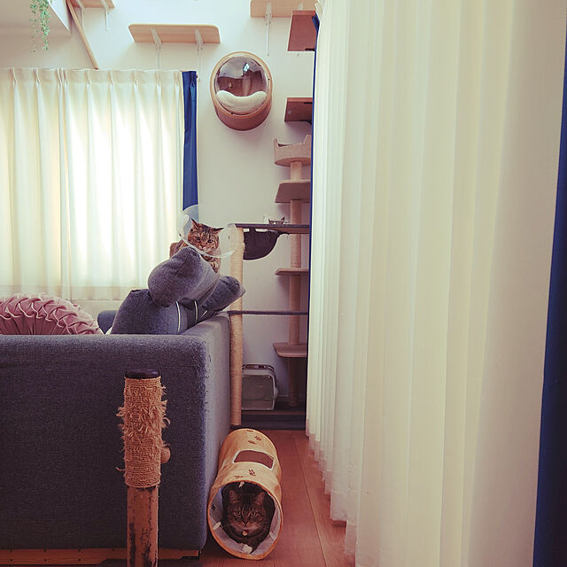 mochicoの-【猫壱 neco ichi】猫壱 キャットトンネル 木目柄 64×23×23cm 猫 ねこ おもちゃの家具・インテリア写真
