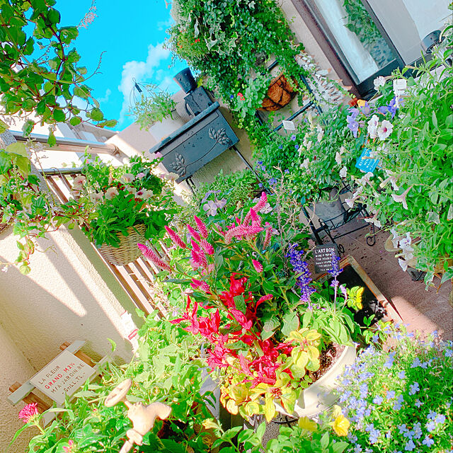Tenの-草花の苗/アルテルナンセラ・コタキナバル3.5号ポットの家具・インテリア写真
