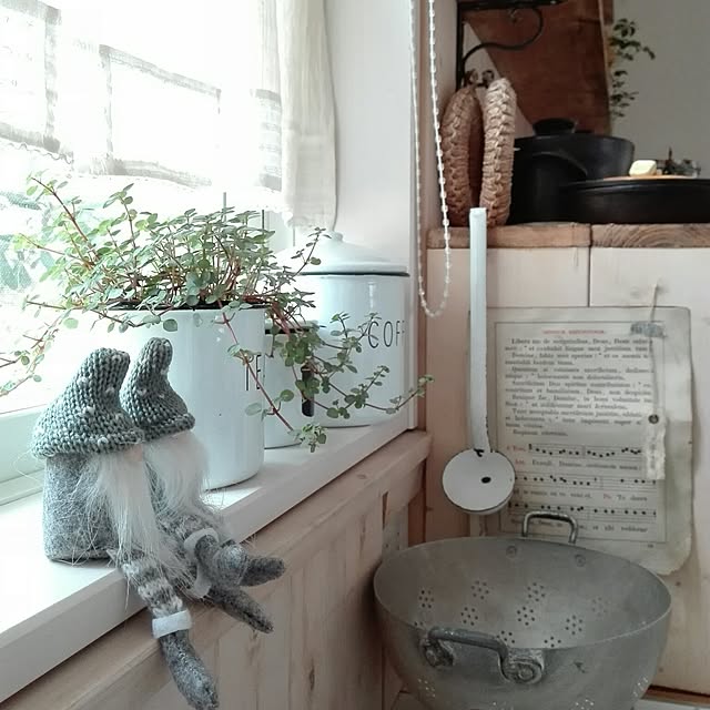 kokkomachaの-ピレア　グラウカ（3号鉢）の家具・インテリア写真