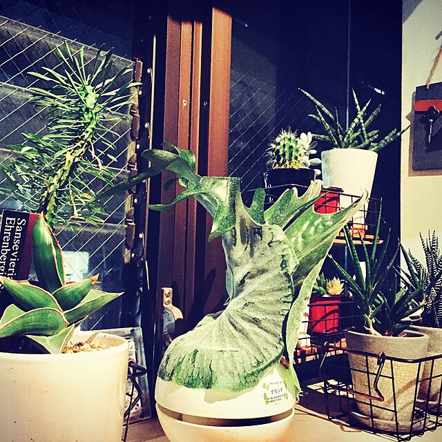 kuroの-サンスベリア サムライドワーフ/3.5号プラ角鉢ホワイト キジカクシ科サンセベリア属 観葉植物の家具・インテリア写真