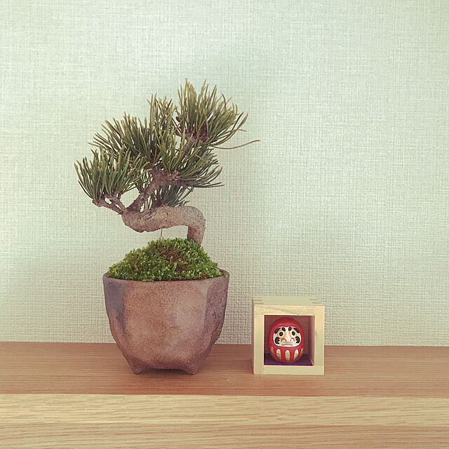 mimipakupakuの-父の日 ギフト プレゼント ミニ盆栽：五葉松（瀬戸焼小鉢）*【ぼんさい　ボンサイ】【あす楽対応】bonsaiの家具・インテリア写真