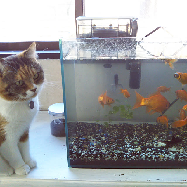 写真付きレビュー Gex 外掛け式フィルター スリムフィルター S 淡水 海水両用 水槽 アクアリウム 関東当日便の通販商品 口コミ情報 Roomclipショッピング