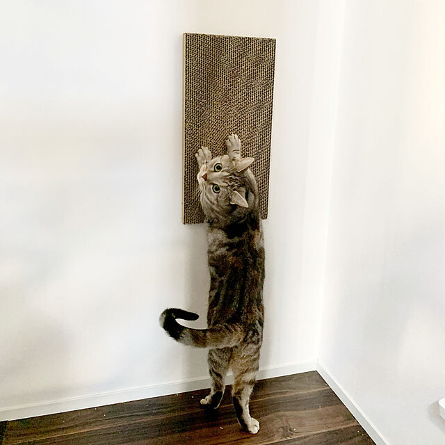 kaedeのサンコー-吸着壁に貼れる猫のつめとぎ　2個組の家具・インテリア写真
