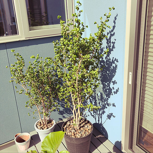 Buu--の-ベンジャミン バロック フィカス 4号鉢 観葉植物 インテリア おしゃれの家具・インテリア写真