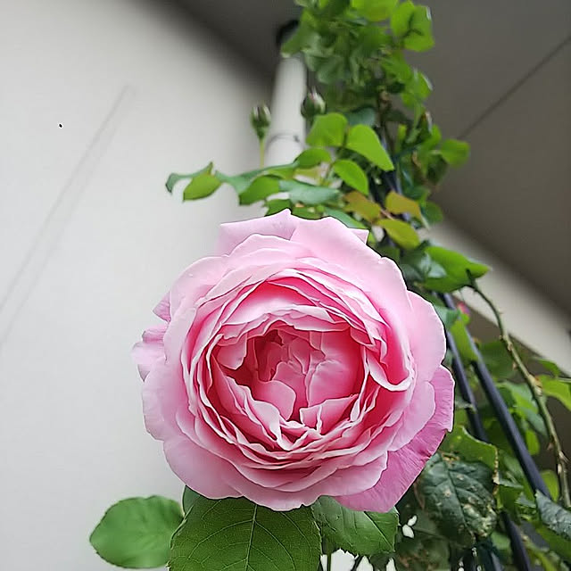 hiromimiの-バラ 苗 デルバール 【シャンテ ロゼ ミサト (HT) 大輪 四季咲き】 2年生 接ぎ木大苗 薔薇 デルパール フレンチローズの家具・インテリア写真