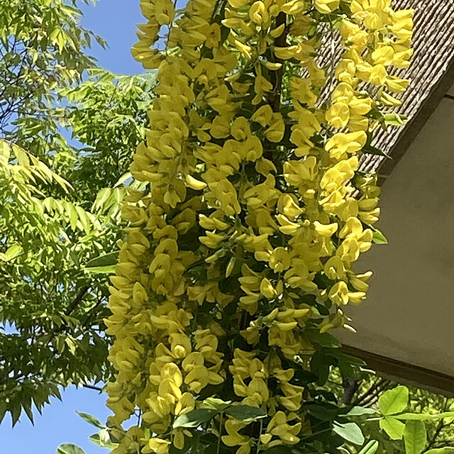min_nimの-鮮やかな黄色のお花が房状に咲き誇ります！お庭に華やかな存在感を・・・キングサリ　4号　【山野草】の家具・インテリア写真