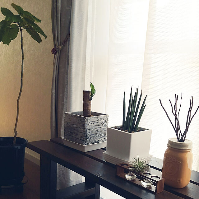 Renの薫る花-幸福の木 ドラセナ マッサンゲアナ 6号鉢サイズ 鉢植え 薫る花 観葉植物 おしゃれ インテリアグリーン 中型 小型の家具・インテリア写真