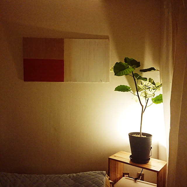 nodoのブルーミングスケープ-観葉植物 フィカス ウンベラータ  7号 選べるセラアート鉢　送料無料の家具・インテリア写真