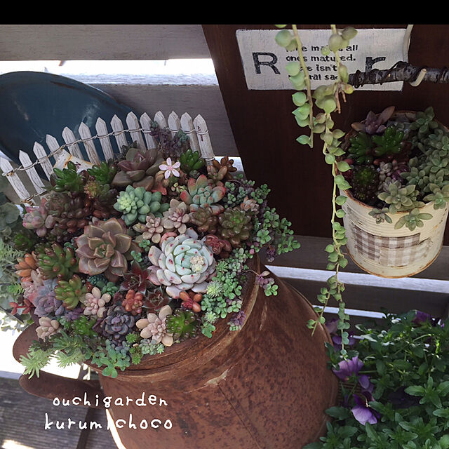 kurumichocoの-■良品花壇苗■ワダフラワーのビオラデニムジャンプアップ10．5cmポット苗の家具・インテリア写真