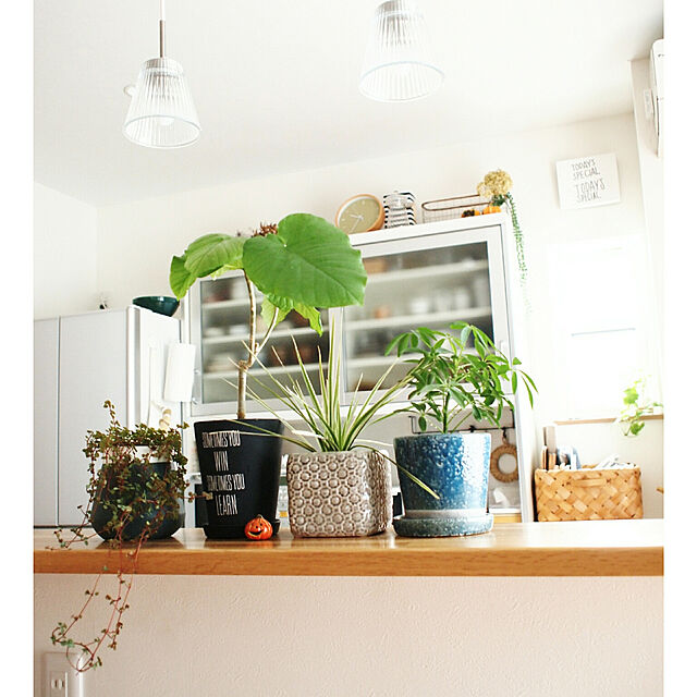 yunohaの-ピレア グラウカ（観葉植物・ミニ観葉）の家具・インテリア写真