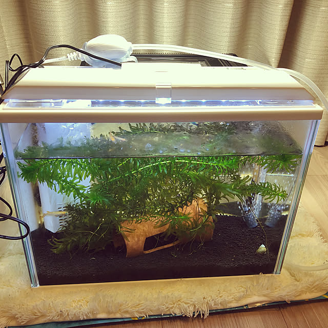 水槽用照明 ライト GEX クリアLED エコリオスライド 激安価格セール