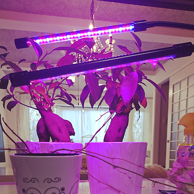 kingandqueenのKingstar-植物育成 ライト LED 植物ライト360°調節可能 赤/青LED すくす～く よく育つ 多肉植物育成 室内栽培ライト 観賞用 水耕栽培ランプ 人工観葉植物 園芸 家庭菜園 水草栽培 多肉 植物育成用 室内園芸 クリップ式 USB 省エネ 低消耗 タイミング定時機能 レベル調整可 水槽照明（1年保証付き）の家具・インテリア写真