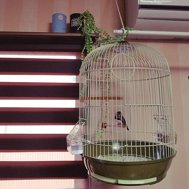 mintのマルカン-マルカン　バードパレス　ロイヤル竹　（４１×３３．５×５２．５ｃｍ）　小鳥　鳥かご　ケージ　お一人様４点限りの家具・インテリア写真