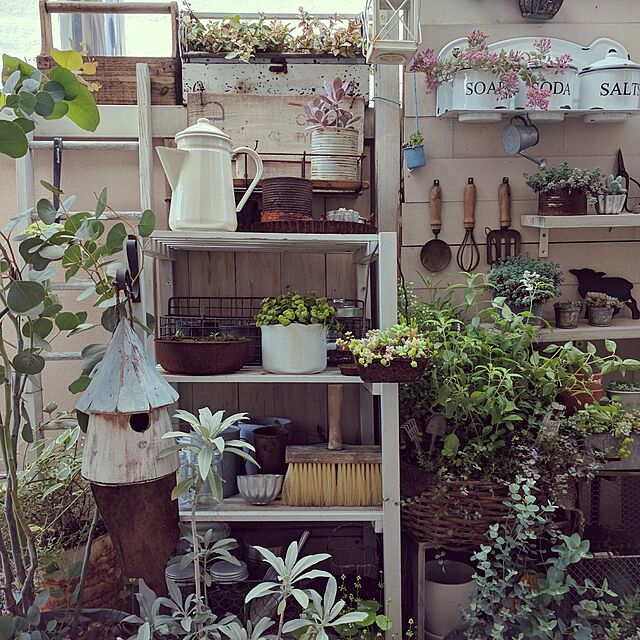 kokkomachaの-ユーカリ グニー　 観葉植物　 ハーブ　ゆーかり　花粉対策にも効果ユーカリ グリーン 緑 ミドリの家具・インテリア写真