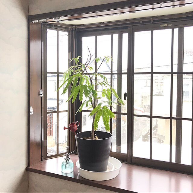 miporinのフラワーネット日本花キ流通-ネムノキ エバーフレッシュ 3号鉢 観葉植物の家具・インテリア写真