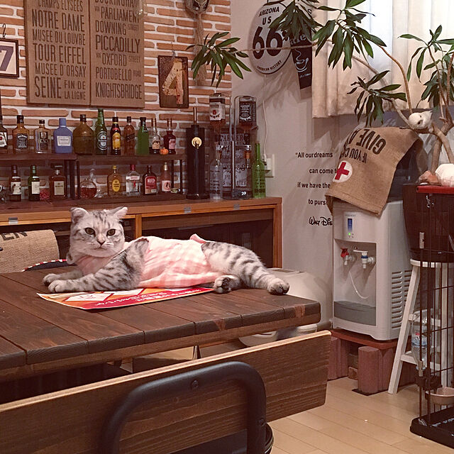 yokkochanのTissue's Trunk-ペットケアアドバイザー考案 お家での介護がしやすい猫用術後服 ピンクチェック・Sの家具・インテリア写真