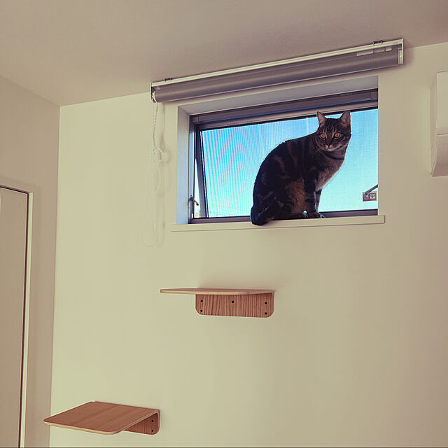 KAZUMAの-マイズーのおしゃれなキャットステップ｜壁付けタイプで好みのウォークステップが作れます［MYZOO〈マイズー〉LACK キャットステップ M 2枚入り］猫用 サラサデザインストアsarasa design store ＃SL_PTの家具・インテリア写真