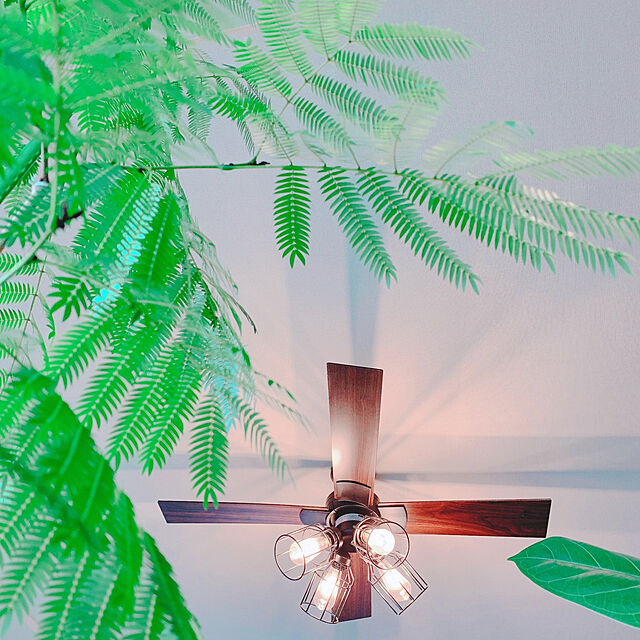 Llatte-usaのJAVALO ELF-レトロモダンシーリングファン照明の家具・インテリア写真