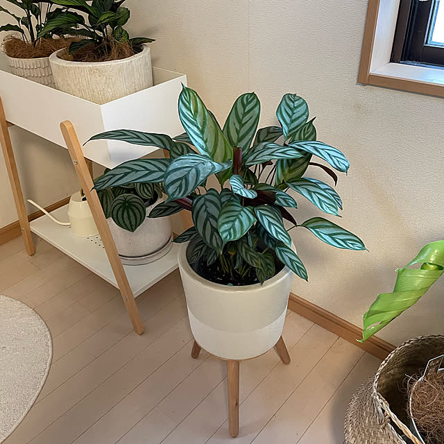 写真付きレビュー 植木鉢 おしゃれ エルナ40 木製脚付き鉢カバー フラワースタンド 室内用 植木鉢スタンド の通販商品 口コミ情報 Roomclipショッピング 写真付きレビュー 植木鉢 おしゃれ エルナ40 木製脚付き鉢カバー フラワースタンド 室内用 植木鉢スタンド の通販商品 口コミ情報 Roomclipショッピング
