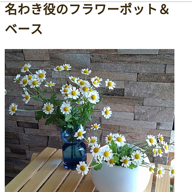 Renの-【生花】マトリカリア　シングルペグモ（白芯黄）千葉県　60cm程度[10本]の家具・インテリア写真