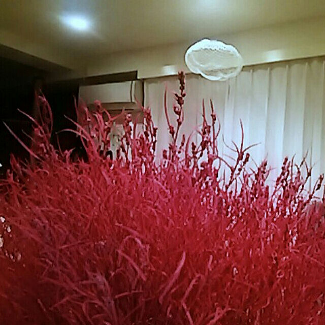 spinetailの-コキア ほうき草 ２株セット イングリッシュガーデン 苗 花の家具・インテリア写真