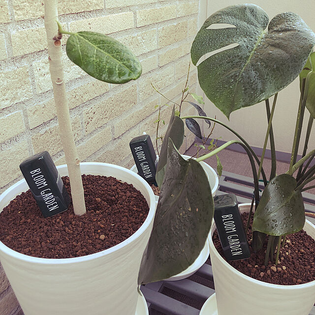mugi1123のハイポネックスジャパン-ハイポネックス　アンプル　いろいろな植物用（35mL×10本入）　ガーデニング　液体活力剤　関東当日便の家具・インテリア写真