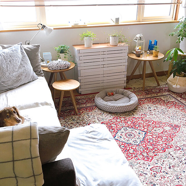 parisroomのニトリ-犬・猫用ペットベッド Ｌ(NクールWSPo-iマルGY L) の家具・インテリア写真