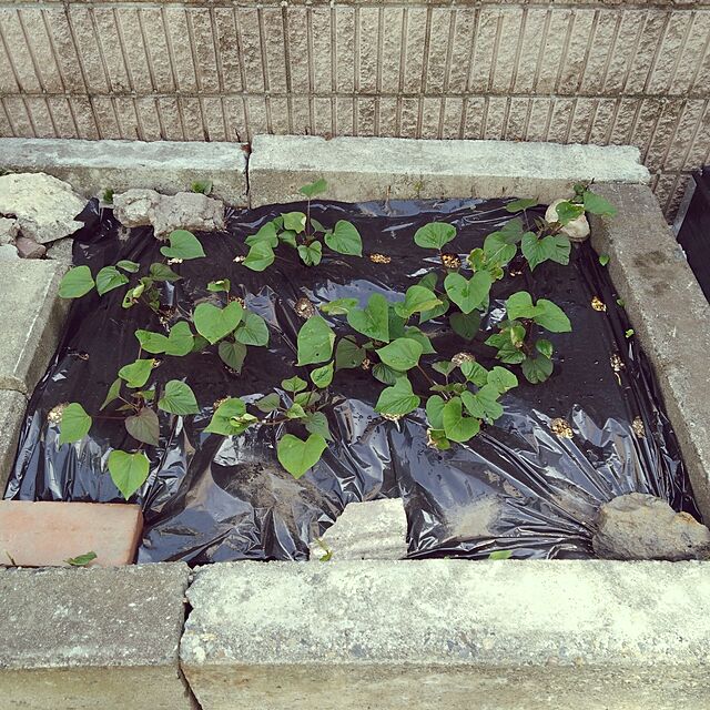 NAOKIのダイオ化成-ダイオ化成 家庭菜園マルチ黒80穴 0.02×95×10Mの家具・インテリア写真