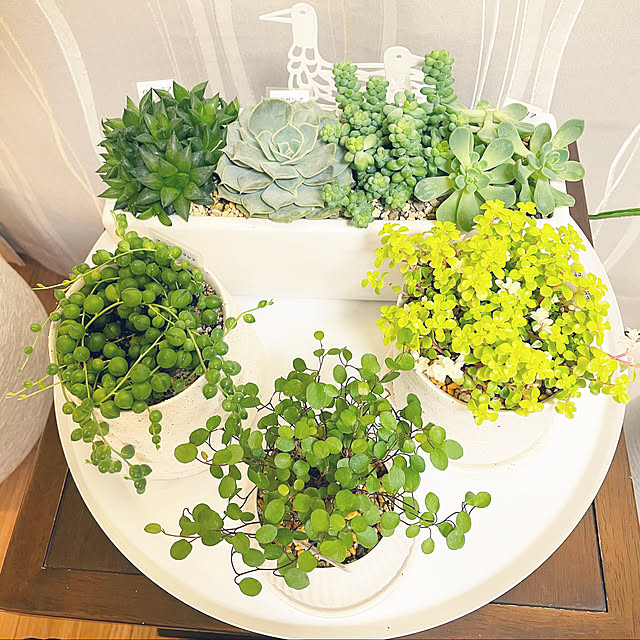 写真付きレビュー 植木鉢 おしゃれ 陶器鉢 イオニアシリーズ 白 黒 3号 4号 5号 プランター 室内 浅い 浅め 和風 可愛い 皿付き 小さい 浅 鉢 平鉢 模様 ポット 茶わん シリンダー 穴あり 軽い 鉢 円筒 円柱 植え替え 鉢植え 園芸 観葉植物