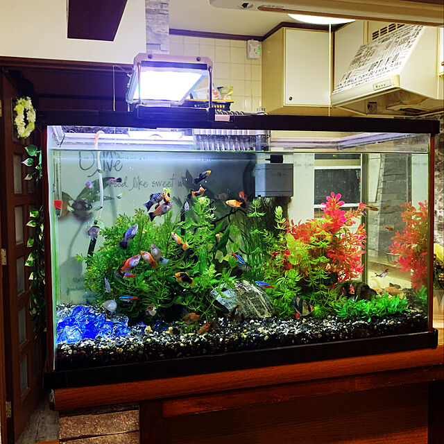 tututu0204のスペクトラム ブランズ ジャパン-テトラ (Tetra) 水槽 ホワイトアクアリウム 600 水槽 熱帯魚 メダカ 金魚の家具・インテリア写真