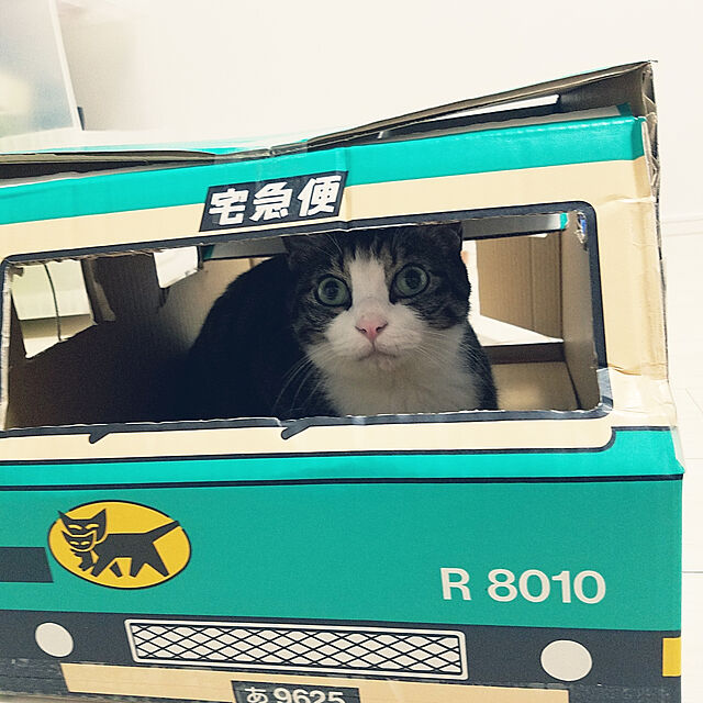 nyaka572の-クロネコヤマト ウォークスルーボックス 猫の家 転勤 引越し 新生活 ヤマト運輸 話題 120サイズ ダンボール sskの家具・インテリア写真