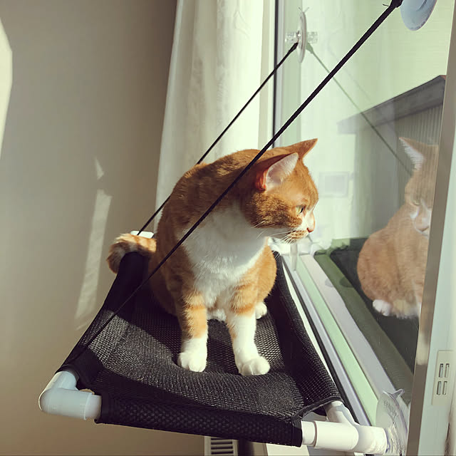 myuuの-CAT HAMMOCK キャット ベッド 猫 ペット用 爪とぎ付き 爪研ぎ 爪とぎ ネコ ねこ ペット 省スペース 窓貼り付け 吸盤 窓に簡単設置 猫ベット 猫用 ハンモックの家具・インテリア写真