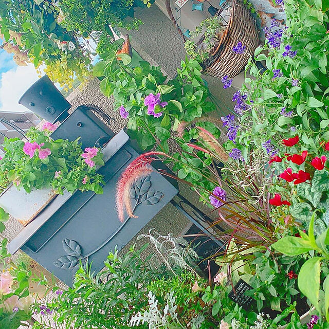 Tenの-花苗 大輪アンゲロニア ブルー＆ホワイト  青白花 3.5号 夏の花 0817の家具・インテリア写真