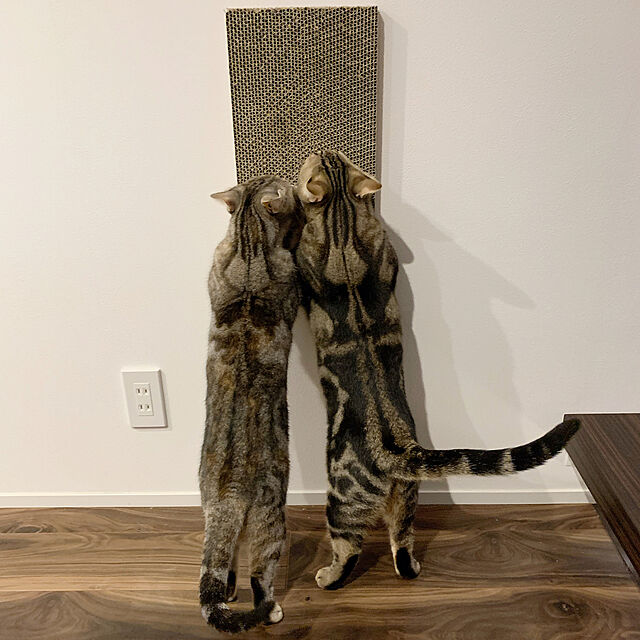 kaedeのサンコー-吸着壁に貼れる猫のつめとぎ　2個組の家具・インテリア写真