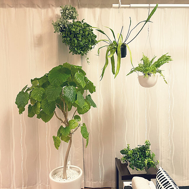 nanakoの無印良品-壁にかけられる観葉植物の家具・インテリア写真