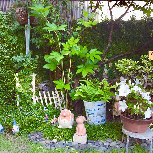 takakoの-（山野草）モミジイチゴ（紅葉苺　木苺）３号（１ポット）の家具・インテリア写真