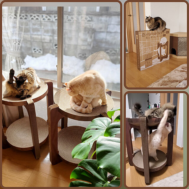 makoの-バリバリボウルタワーXL ダークブラウン(1個)【猫壱】の家具・インテリア写真