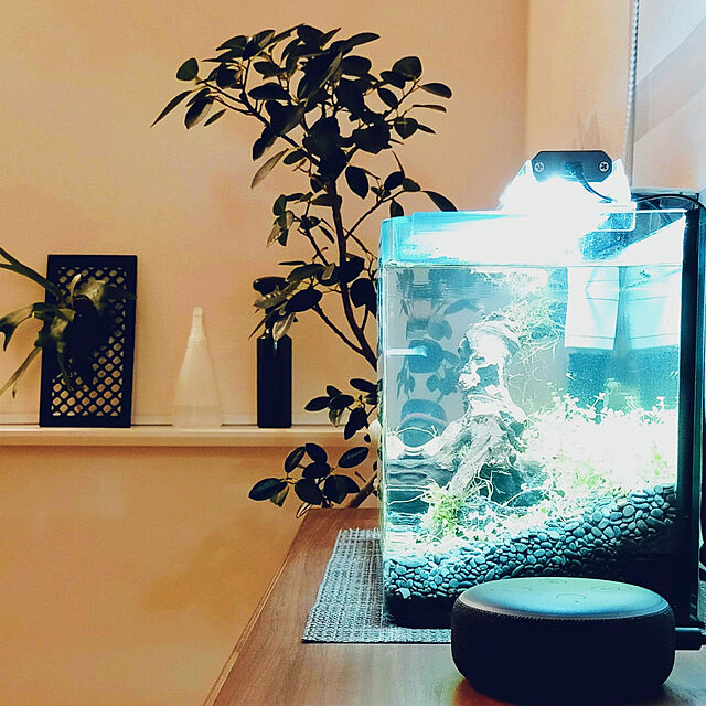 pakikiのスペクトラム ブランズ ジャパン-テトラ (Tetra) 金魚・メダカの静かなフィルター 熱帯魚 外掛けフィルター アクアリウムの家具・インテリア写真